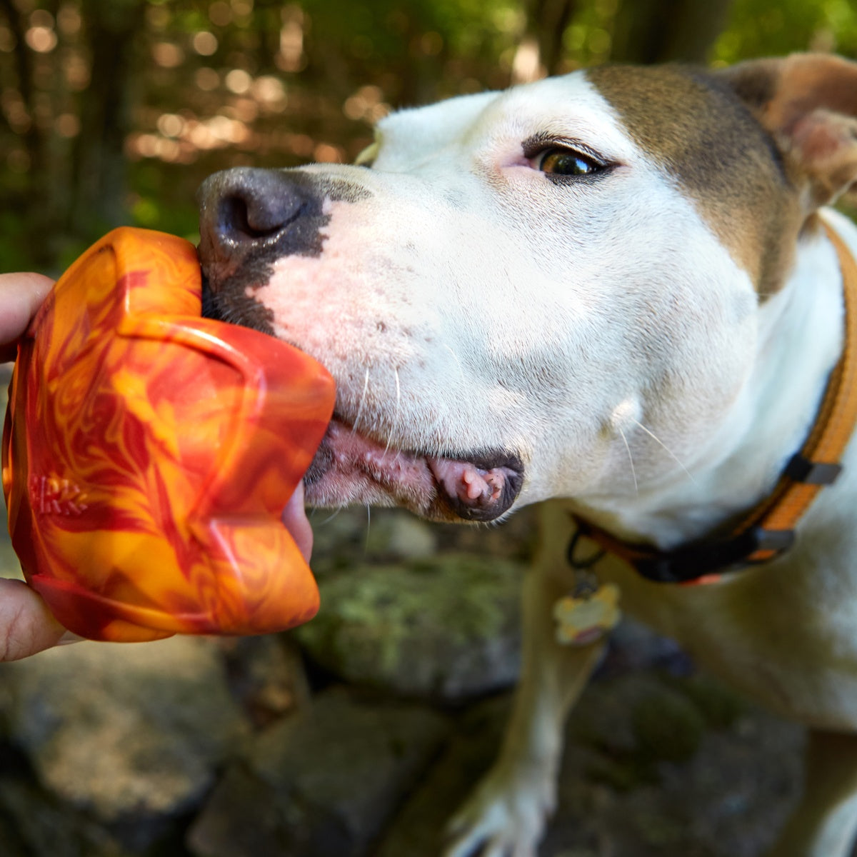 Mighty Maple Leaf Super Chewer Durable Gnaw Dog Toy - Image 3