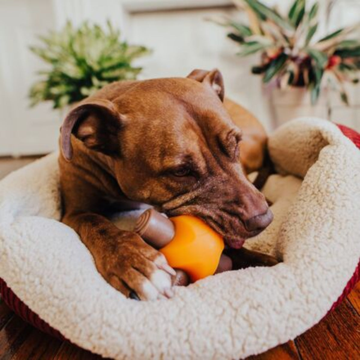 Chompfire Super Chewer Durable Gnaw Dog Toy - Image 4