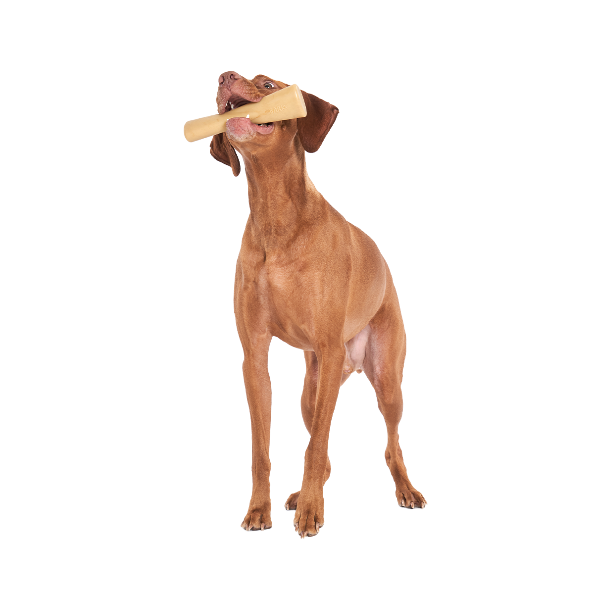 Mighty Bone Bacon Super Chewer Durable Gnaw Dog Toy - Image 5
