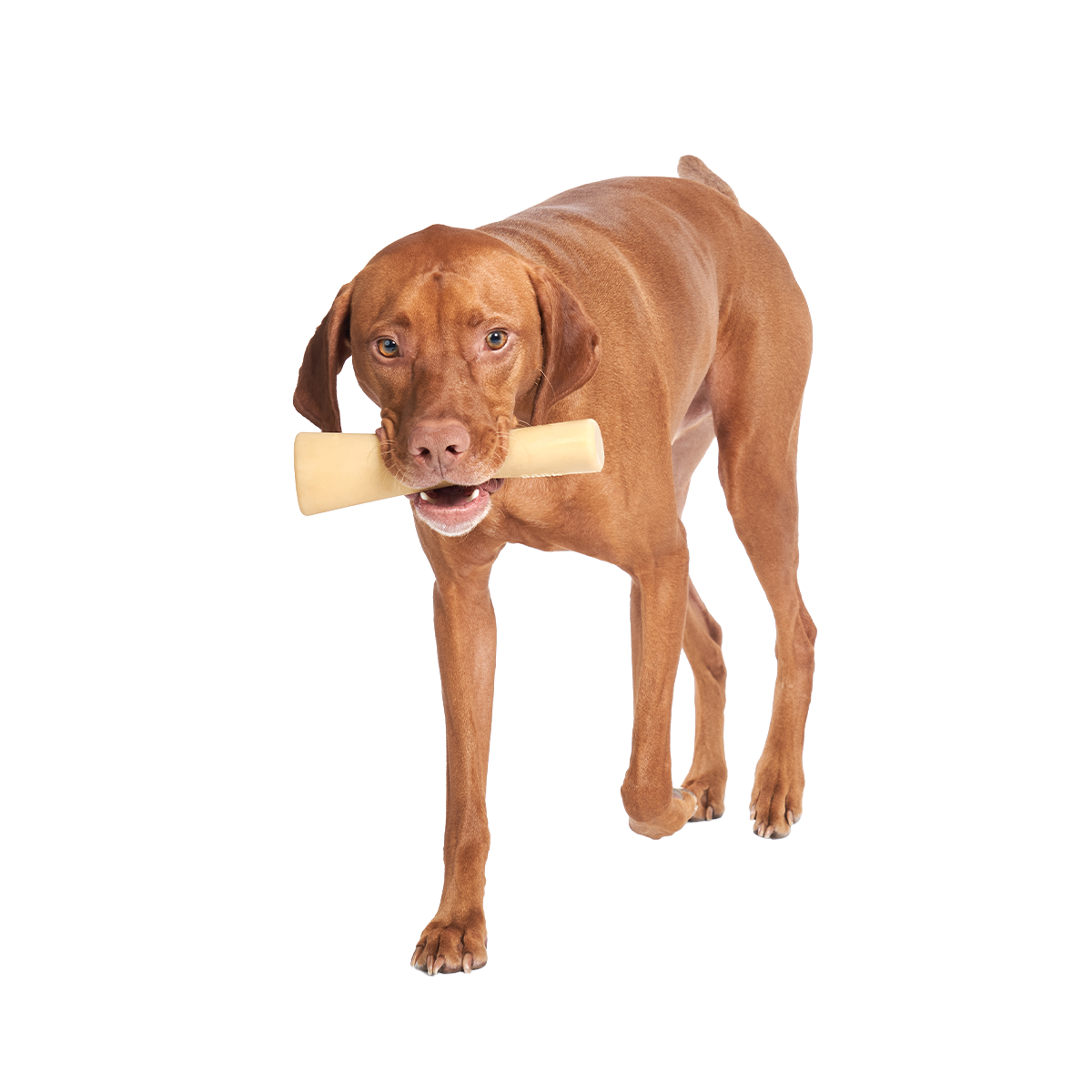 Mighty Bone Bacon Super Chewer Durable Gnaw Dog Toy - Image 6