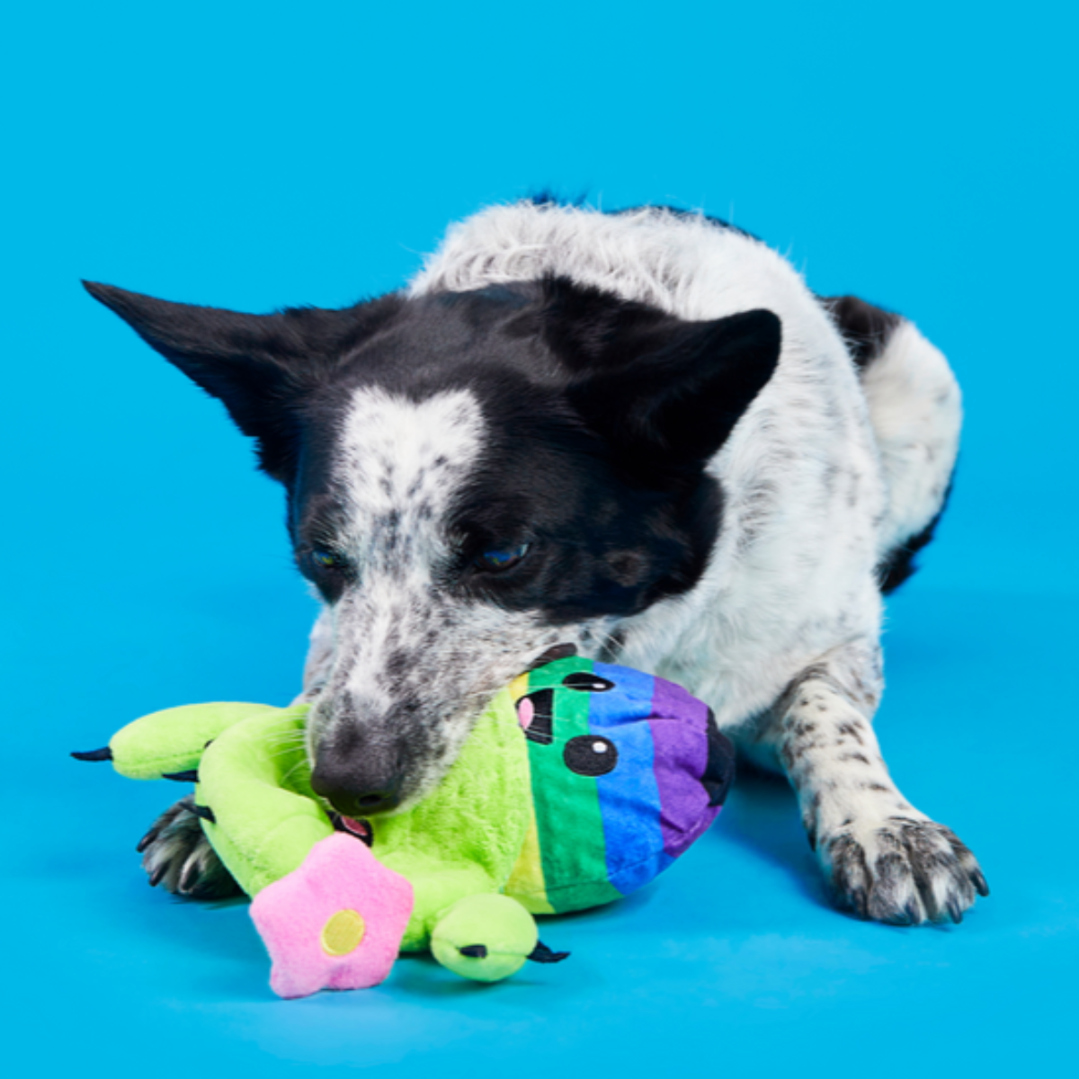 Consuela Comes Out Plush 2-in-1 + Tug Dog Toy - Image 4