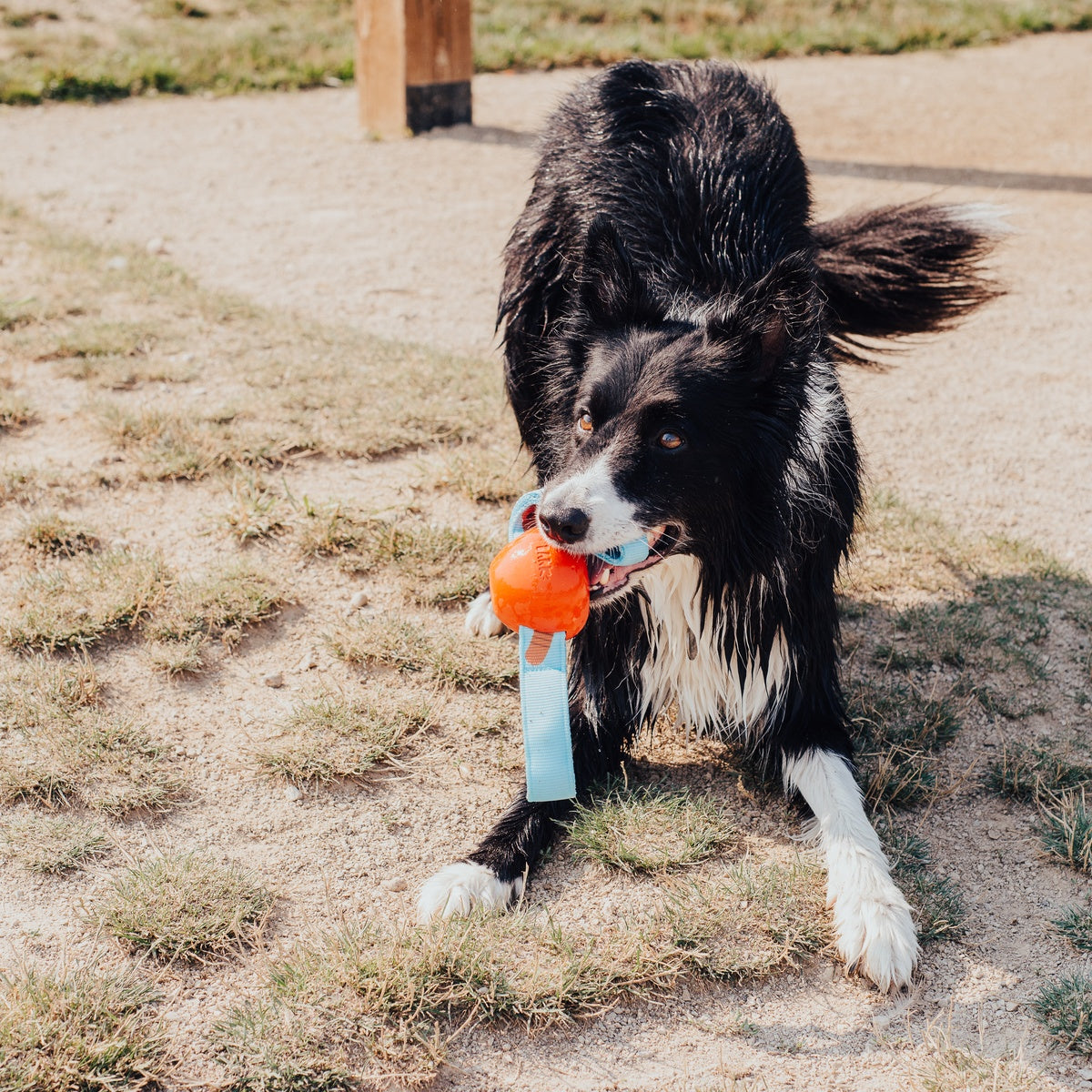 One Bad Apple Super Chewer Durable Tug + Enrichment Dog Toy - Image 6