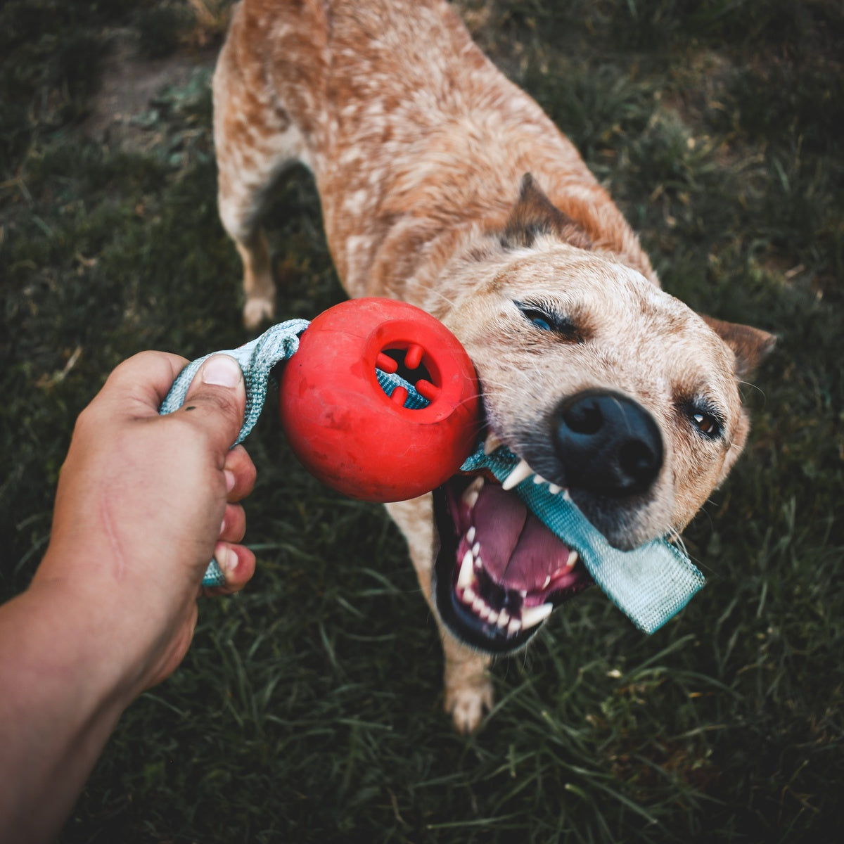 One Bad Apple Super Chewer Durable Tug + Enrichment Dog Toy - Image 5