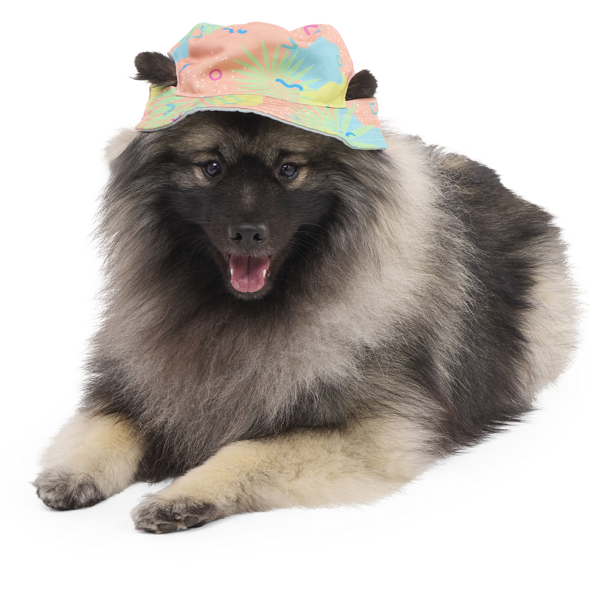 Summertime Reversible Bucket Dog Hat - Image 2