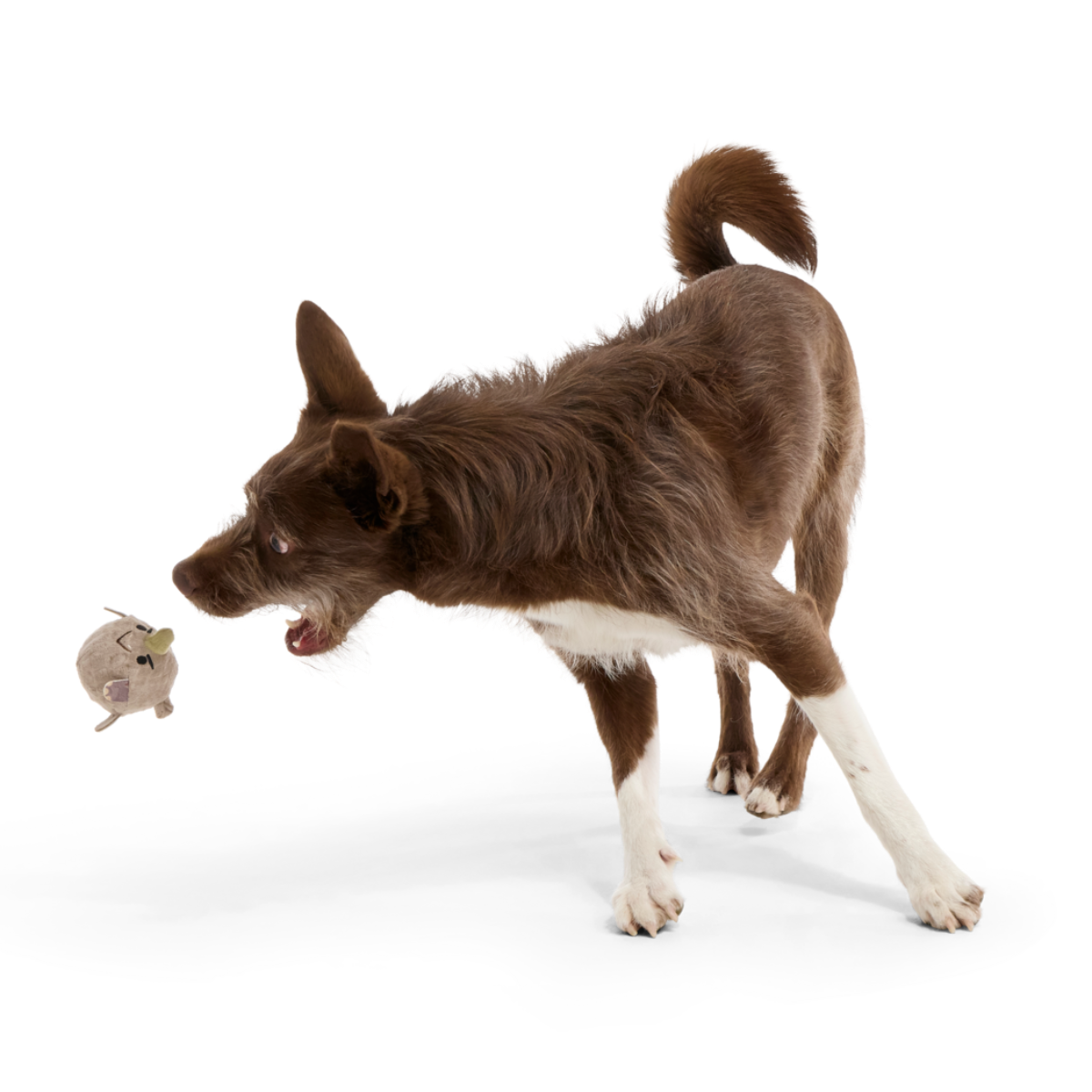 Ryan Ocerus Super Chewer Durable 2-in-1 + Fetch Dog Toy - Image 2