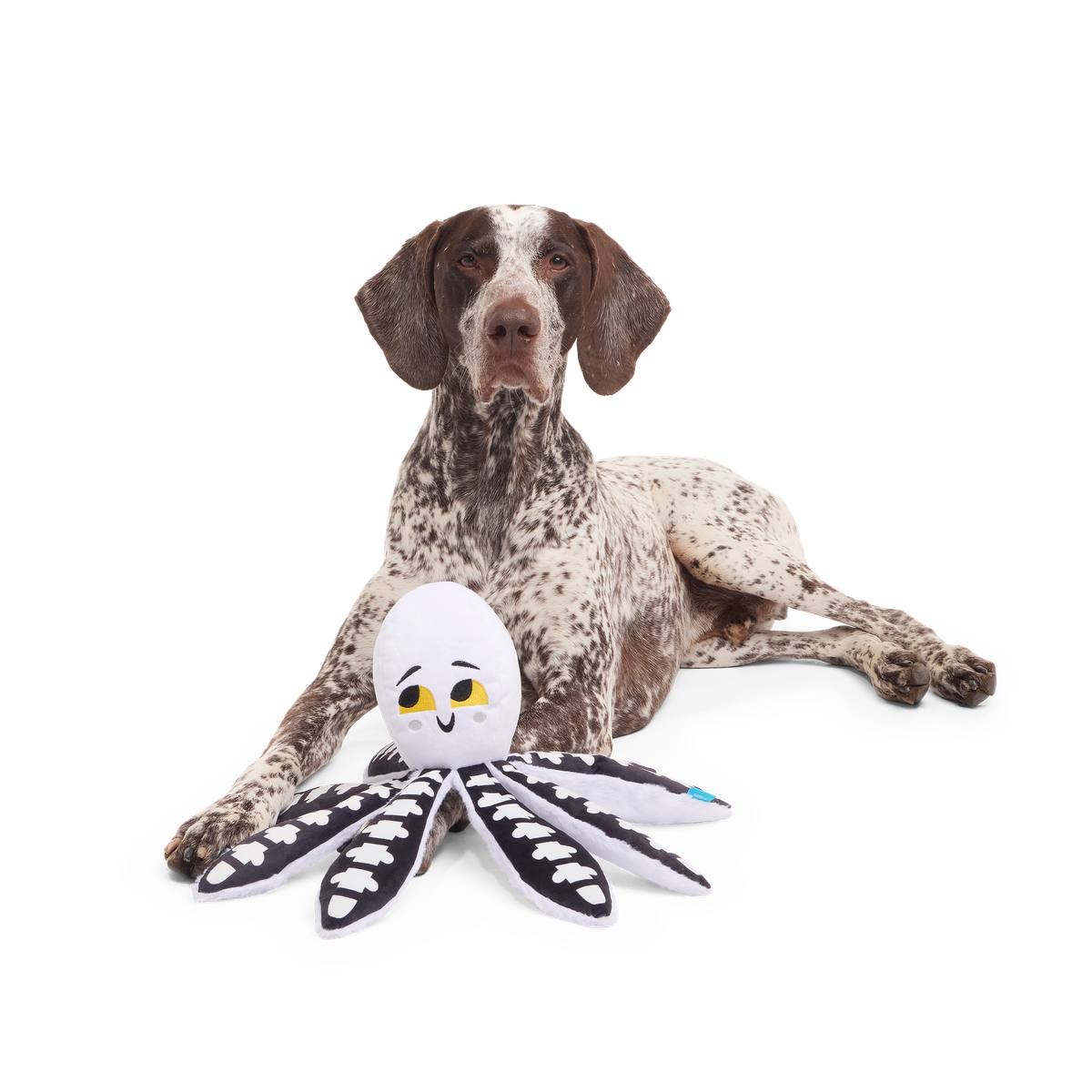 Sk-Ollie-Ton Plush Tug Dog Toy - Image 6