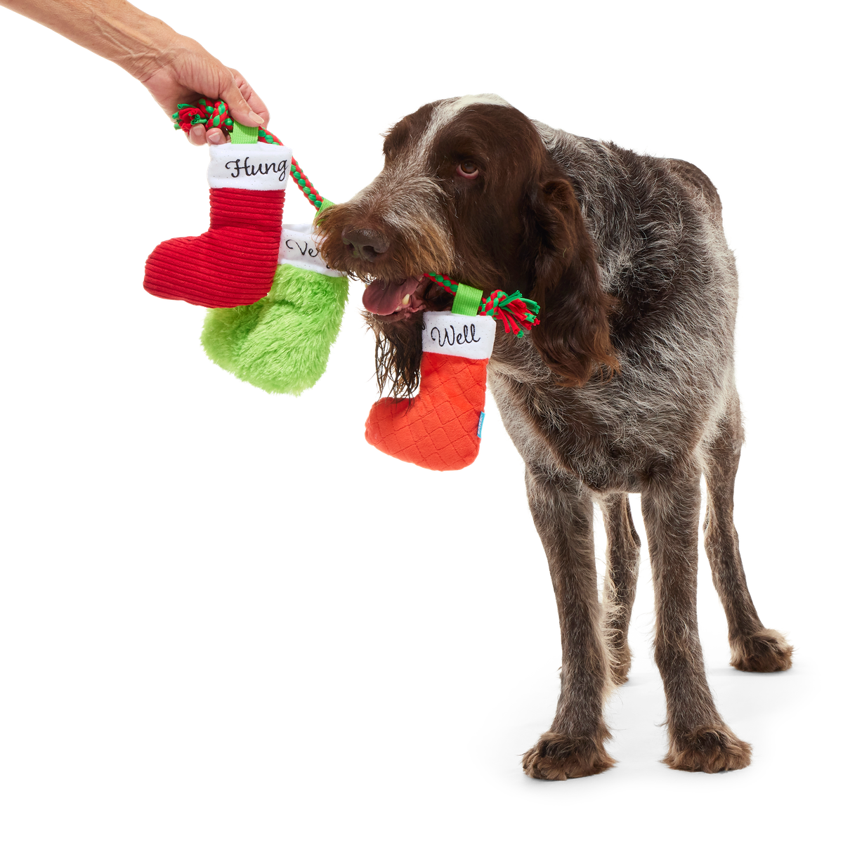 Well Hung Stockings Plush Tug Dog Toy - Image 6