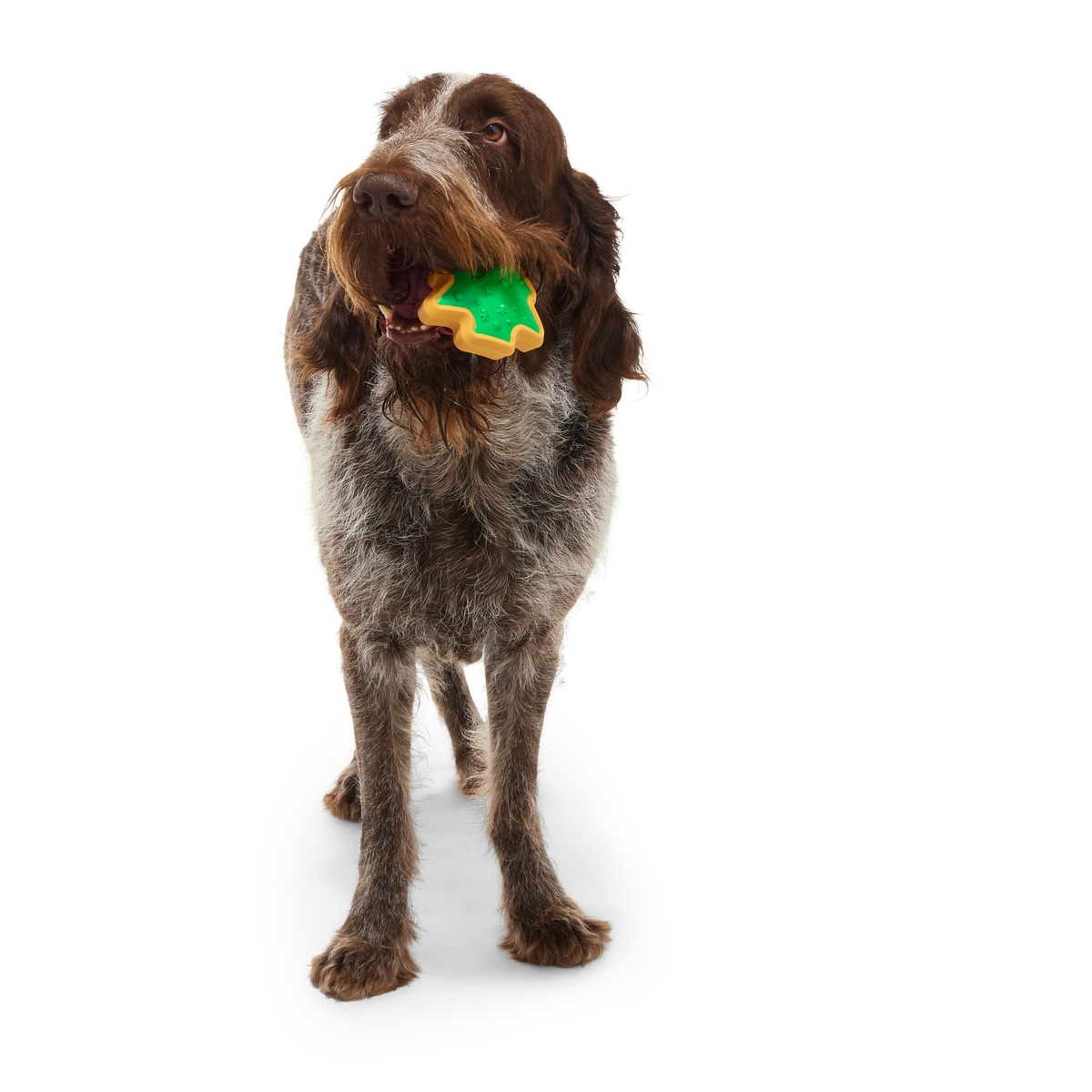 Hard-Baked Sugrrrr Cookie Super Chewer Durable Gnaw + Enrichment Dog Toy - Image 3