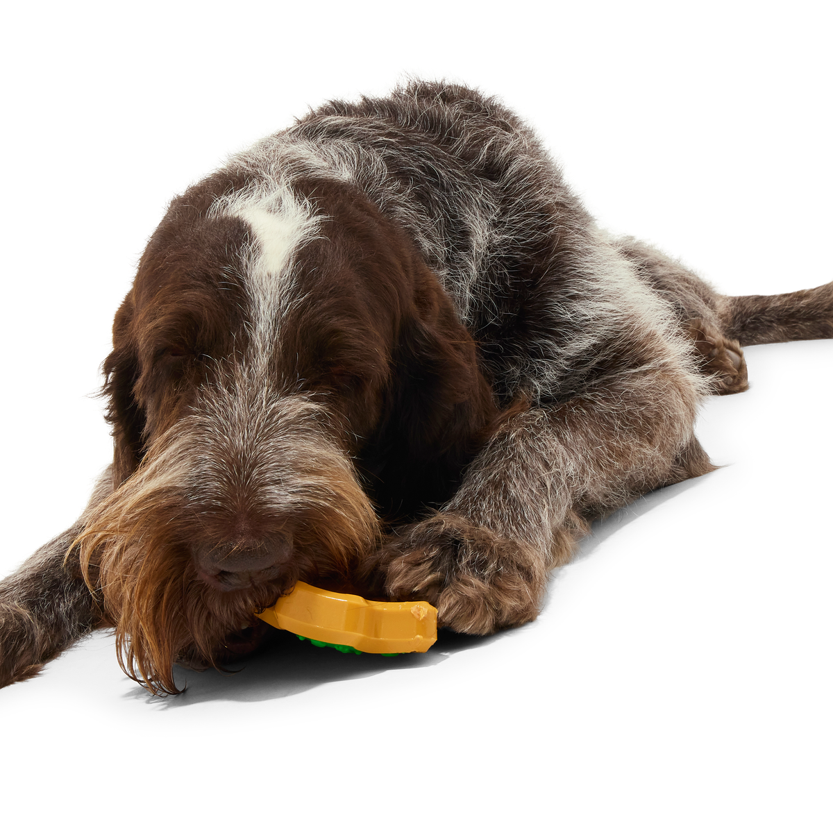 Hard-Baked Sugrrrr Cookie Super Chewer Durable Gnaw + Enrichment Dog Toy - Image 4