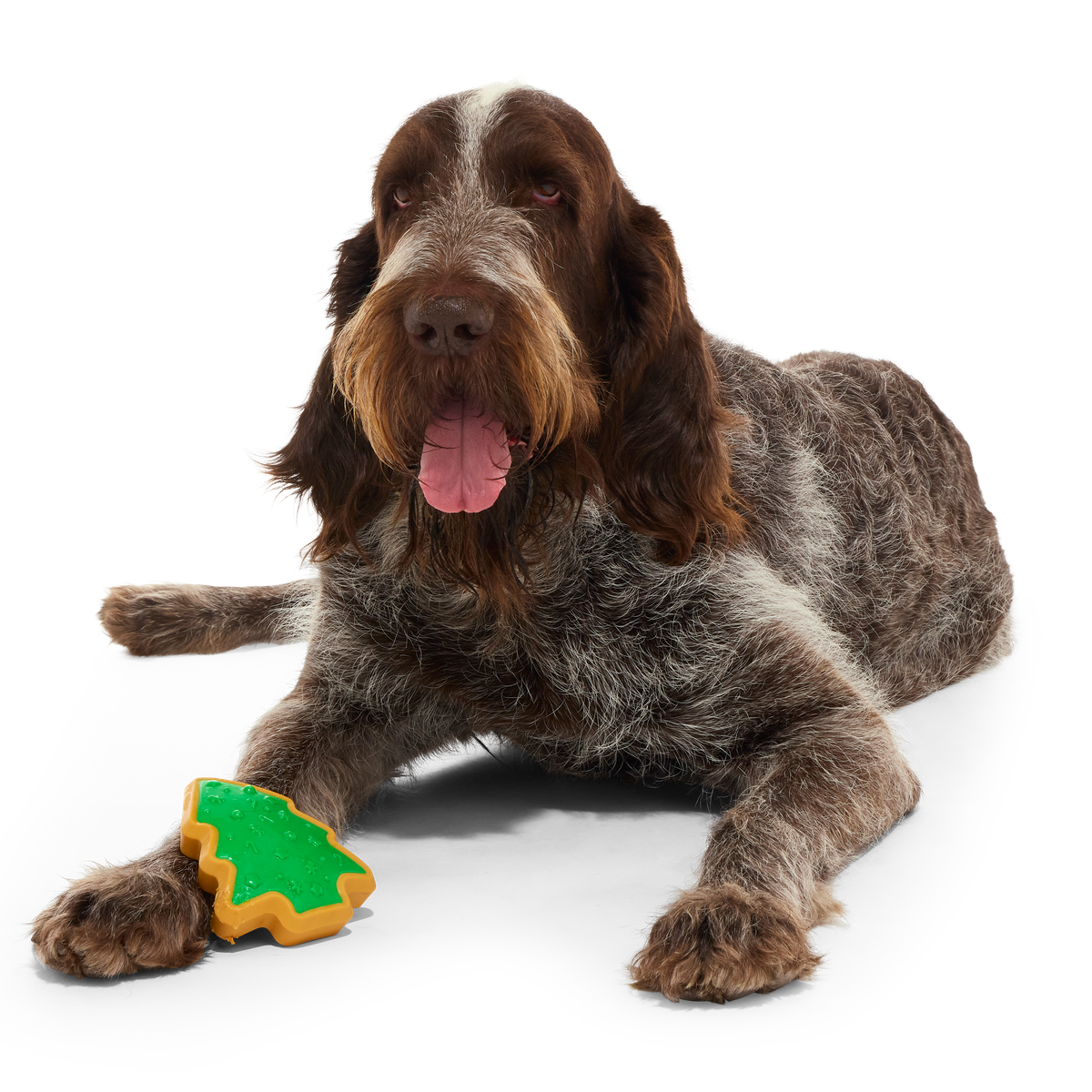 Hard-Baked Sugrrrr Cookie Super Chewer Durable Gnaw + Enrichment Dog Toy - Image 5