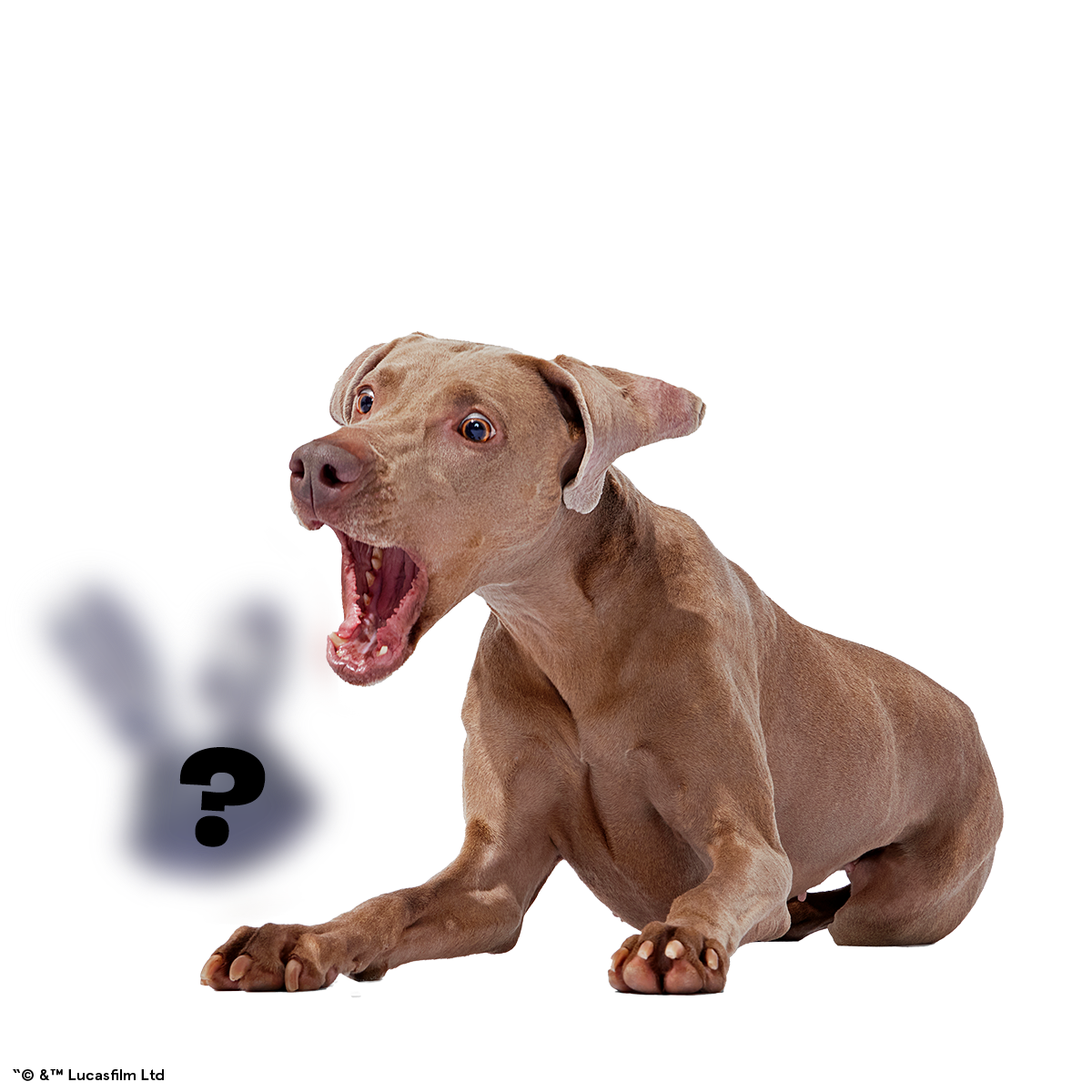 Star Wars™ Droid Smugglers Club. Super Chewer Durable Monthly Dog Toys - Image 2