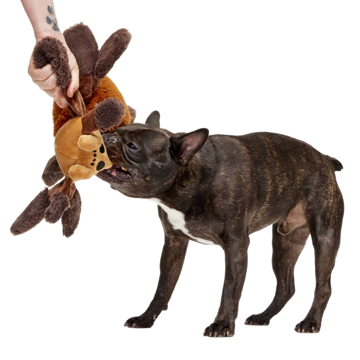 Aragog™ Plush Extra-Large + Tug Dog Toy - Image 3