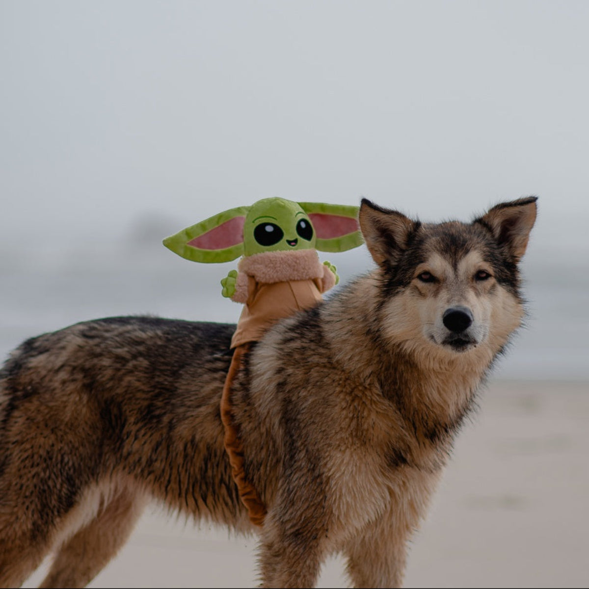 Ride along Grogu™ Plush Wearable Tug Dog Toy - Image 4