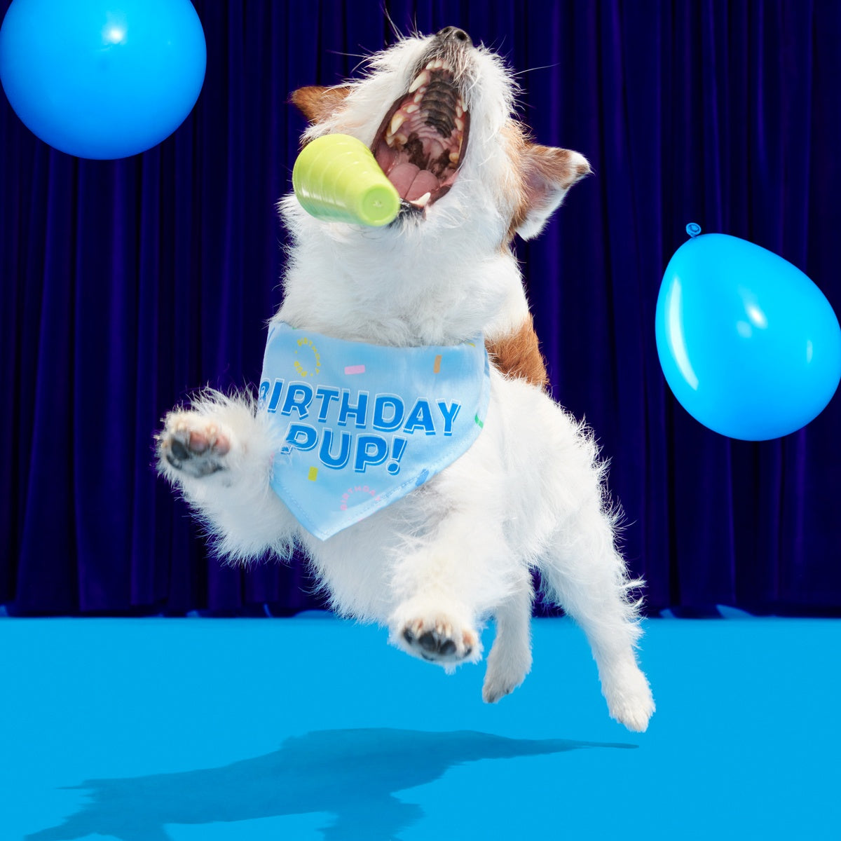 Birthday Dog Bandana - Image 8