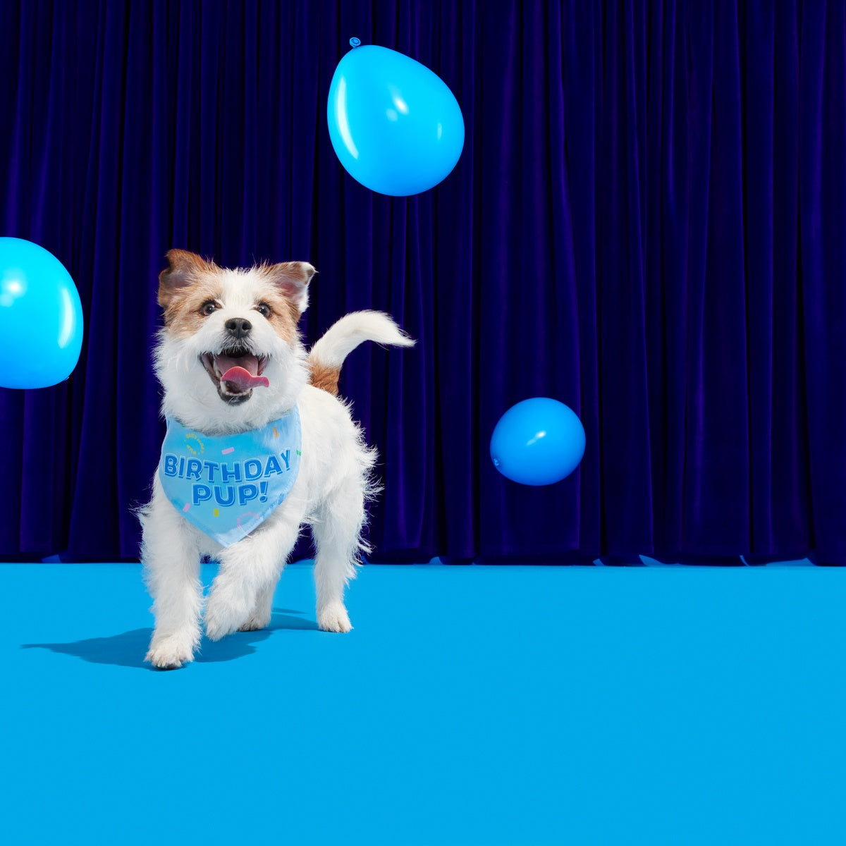 Birthday Dog Bandana - Image 7