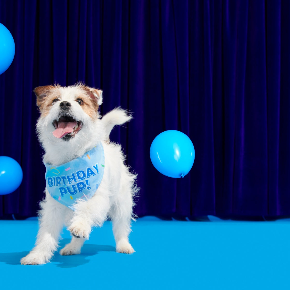 Birthday Dog Bandana - Image 4