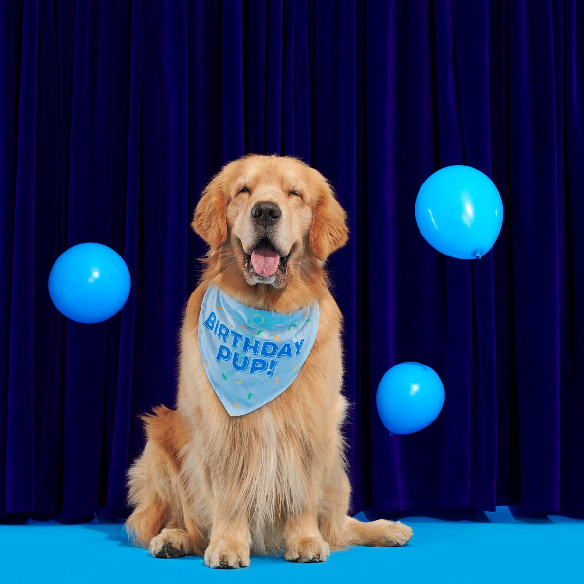 Birthday Dog Bandana - Image 6