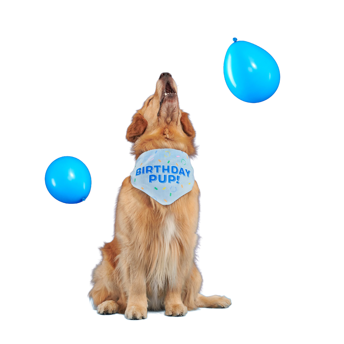 Birthday Dog Bandana - Image 5