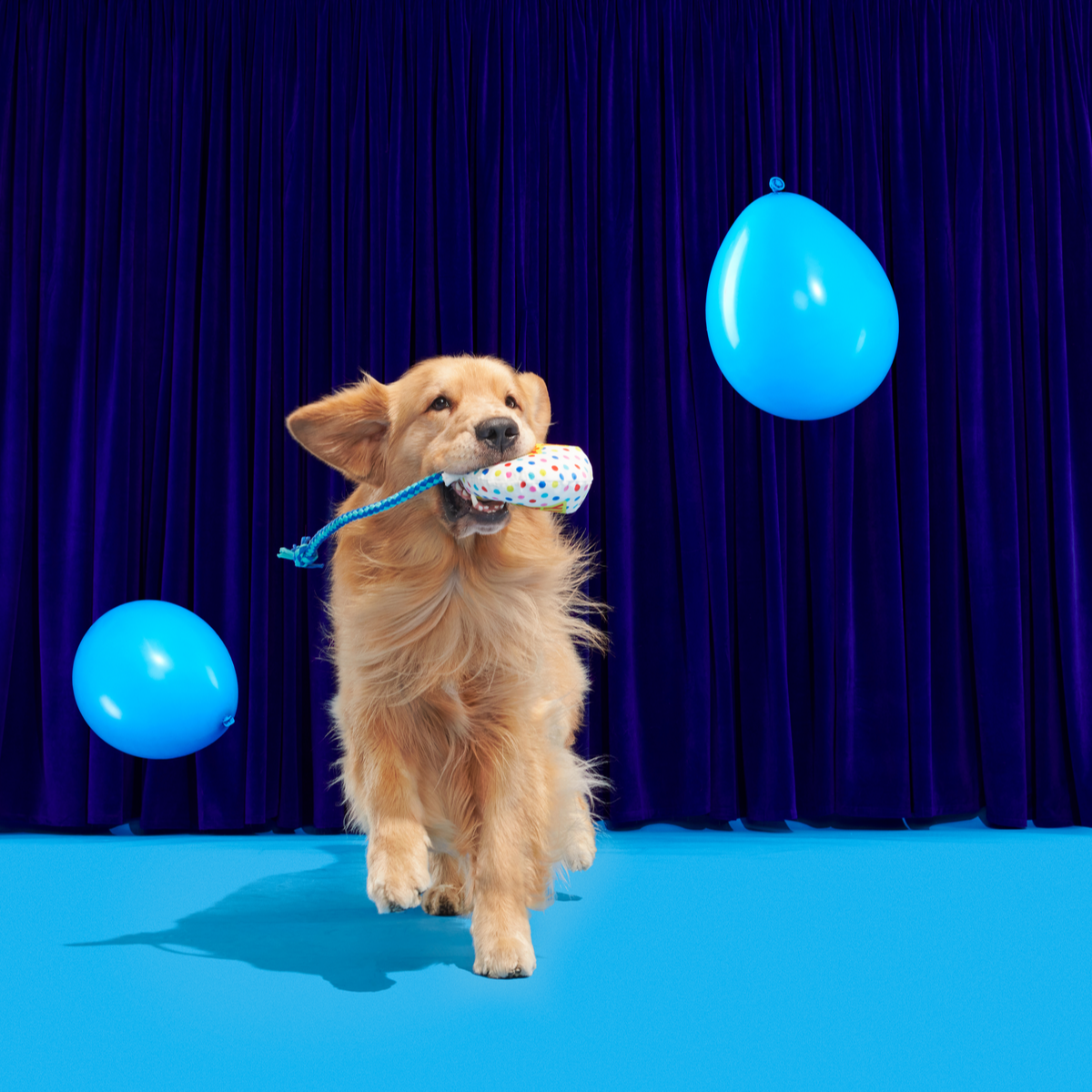 Yappy Birthday Balloon Plush Tug Dog Toy - Image 6
