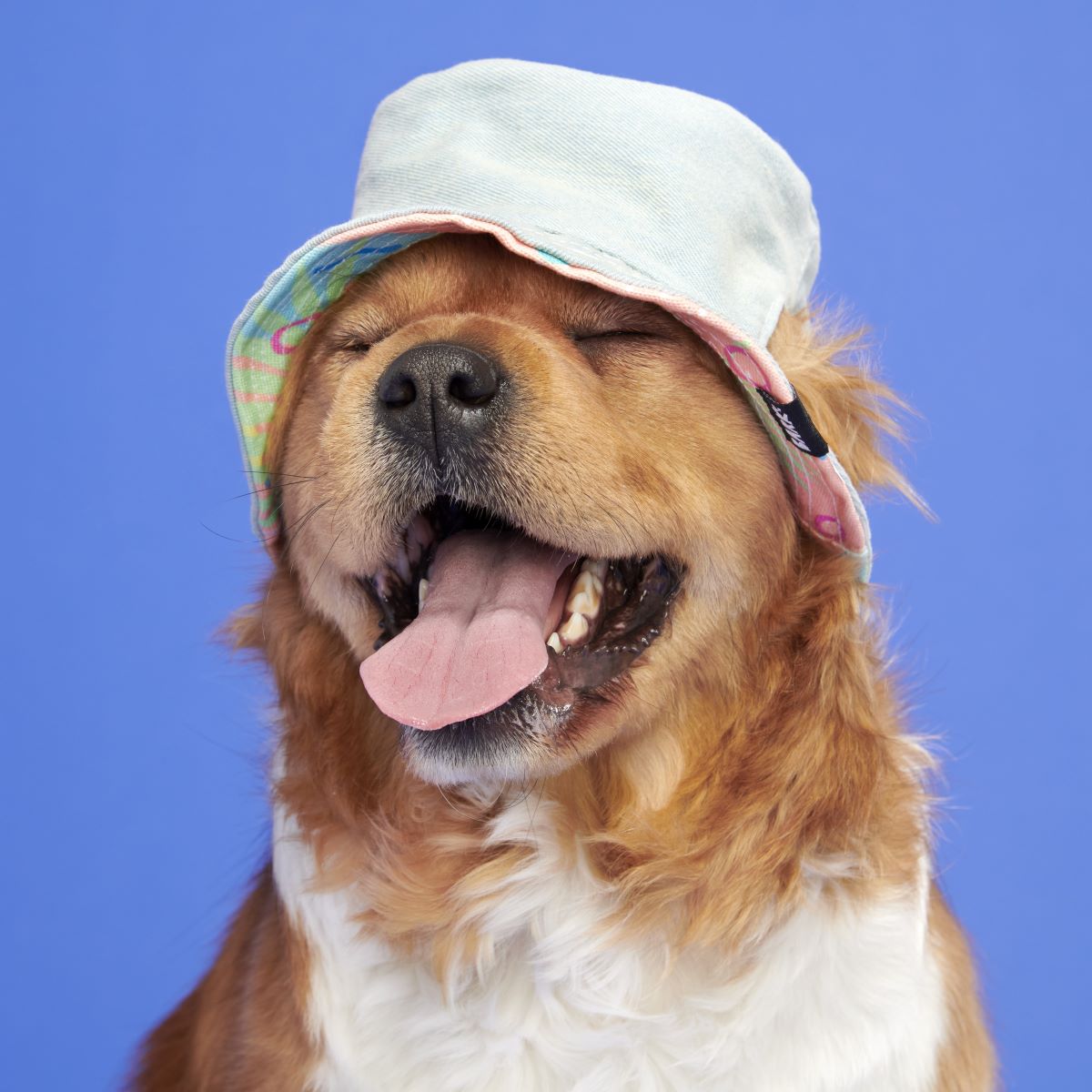 Summertime Reversible Bucket Dog Hat - Image 6