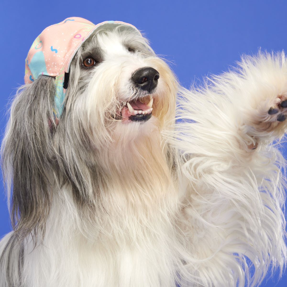 Summertime Reversible Bucket Dog Hat - Image 7