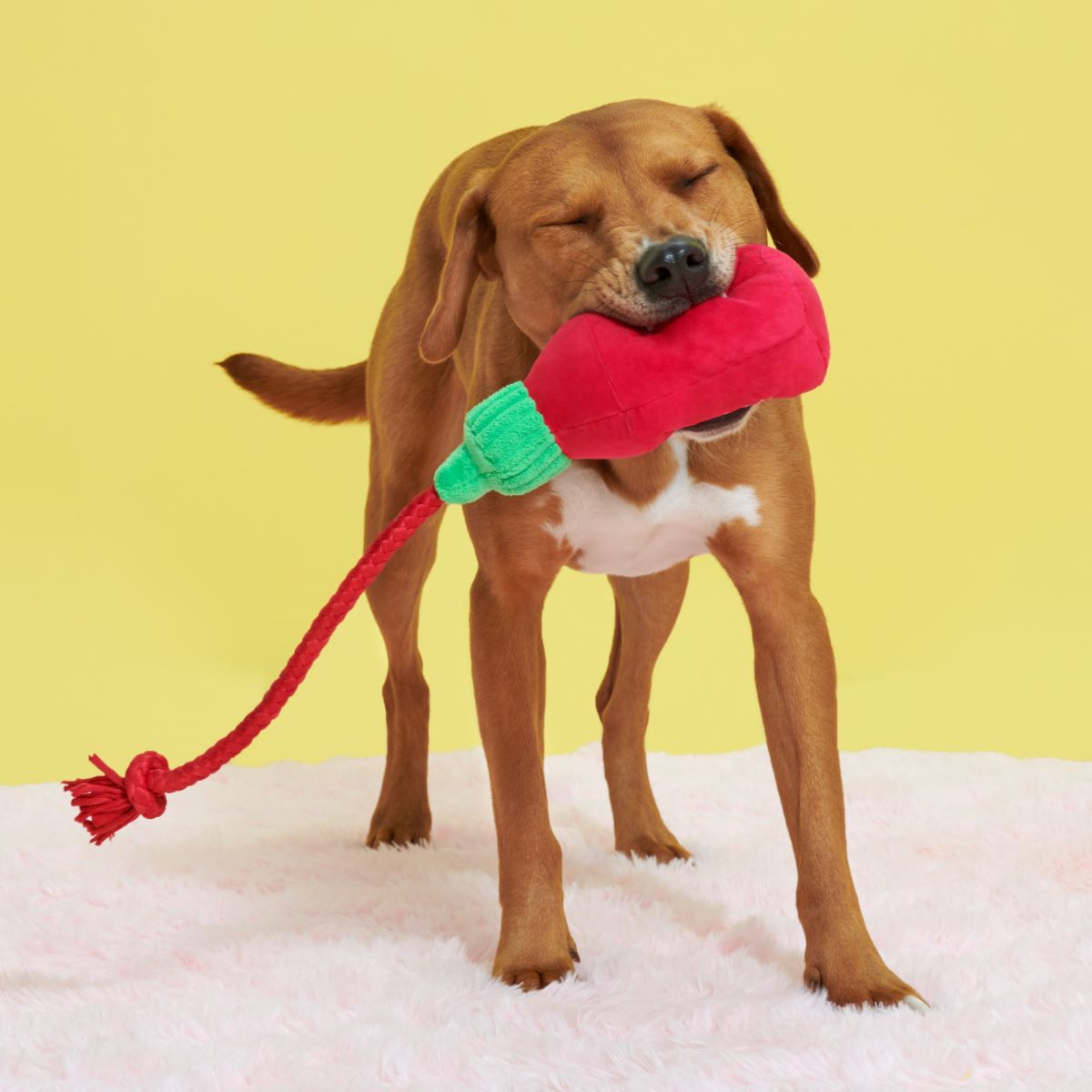 Hot Stuff Plush Tug Dog Toy - Image 4