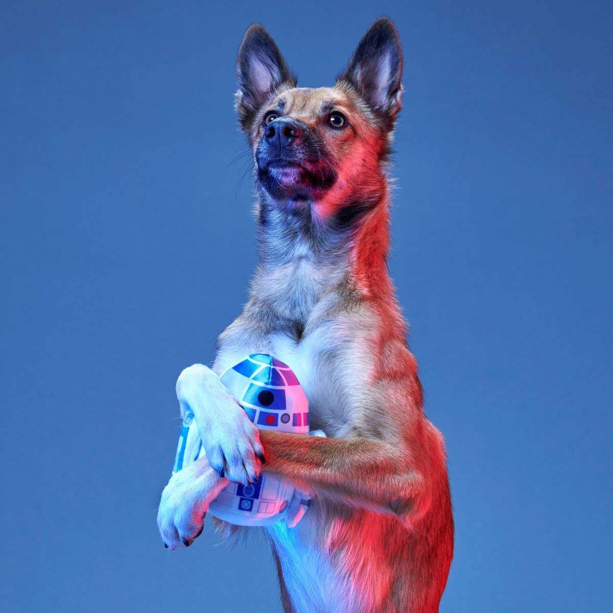 The Droid You're Looking For Plush 2-in-1 + Fetch Dog Toy - Image 5