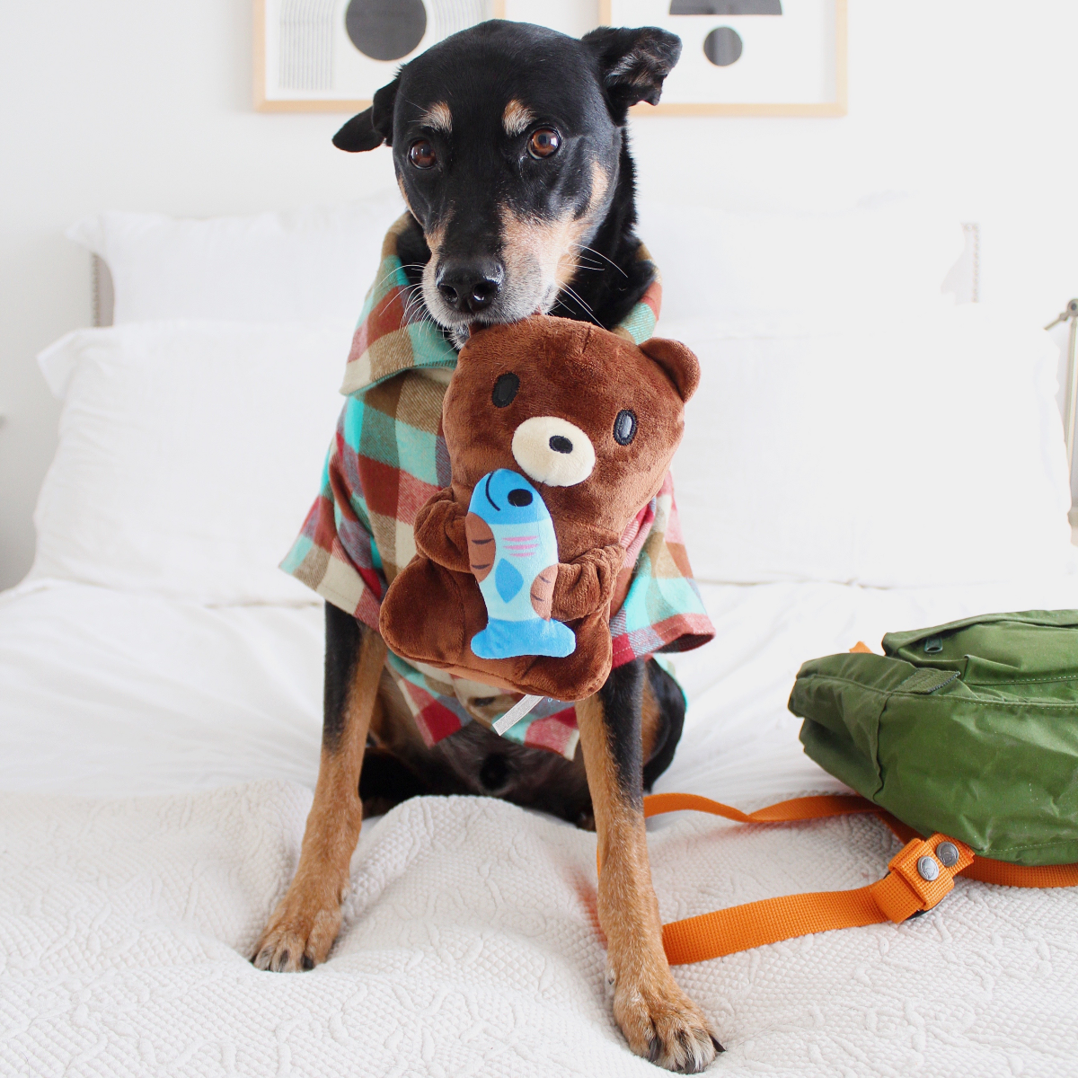 Izzy the Grizzly & Sal Plush Tug Dog Toy - Image 4