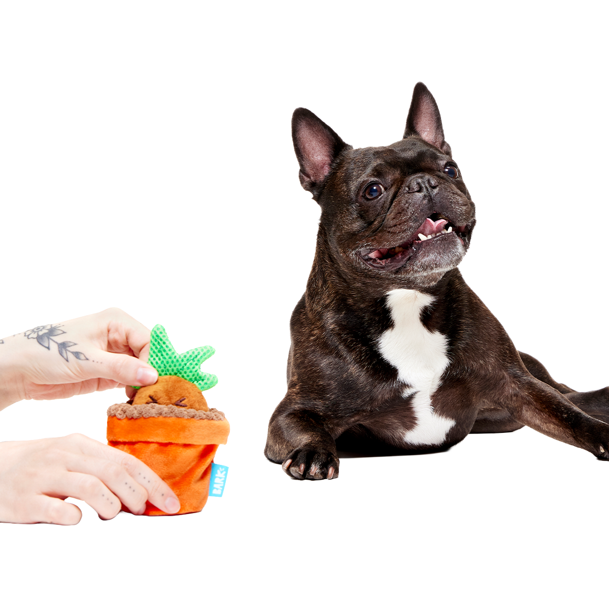 Mandrake™ Plush Tug + Multi-Part Dog Toy - Image 4