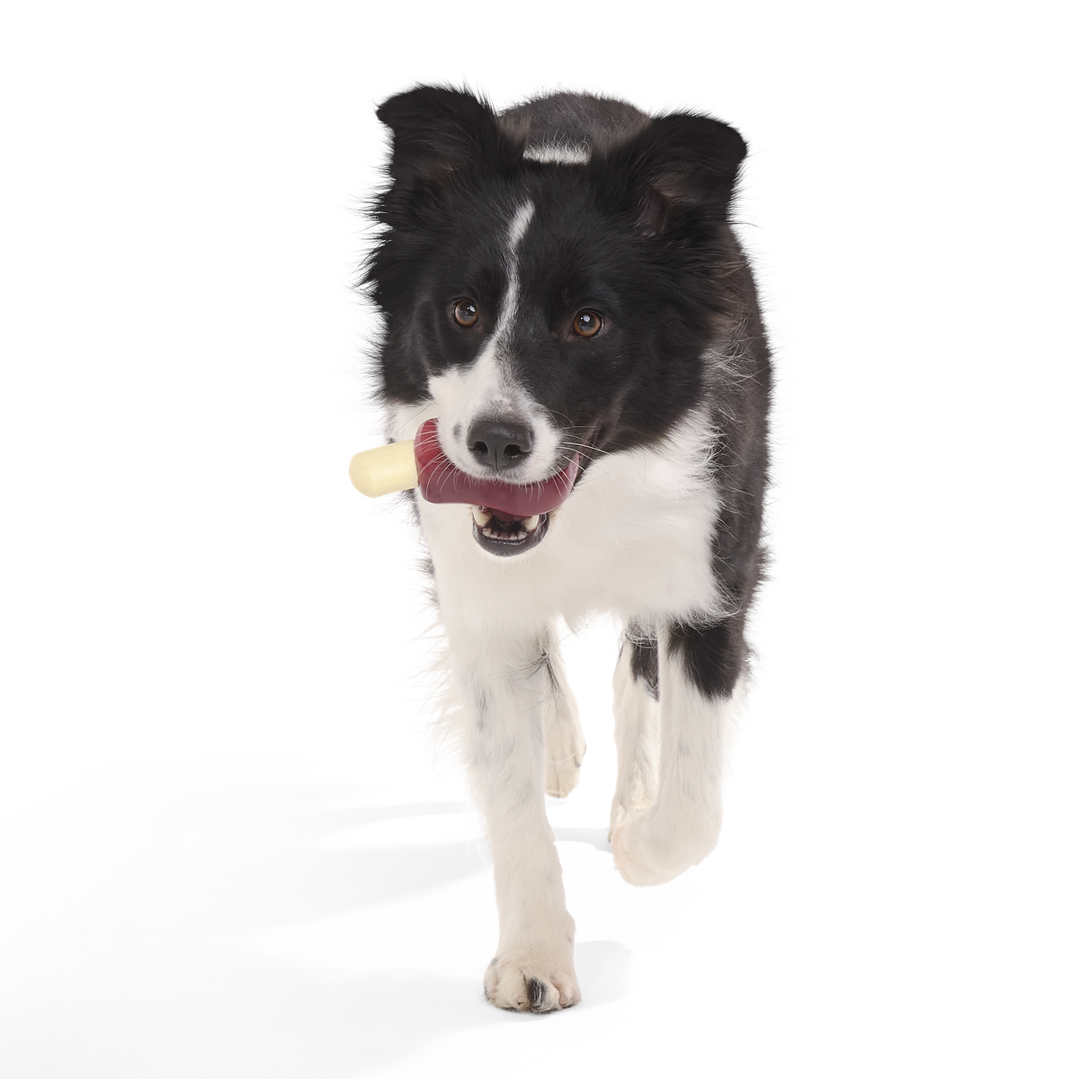 Porkchomp Super Chewer Durable Gnaw Dog Toy - Image 2