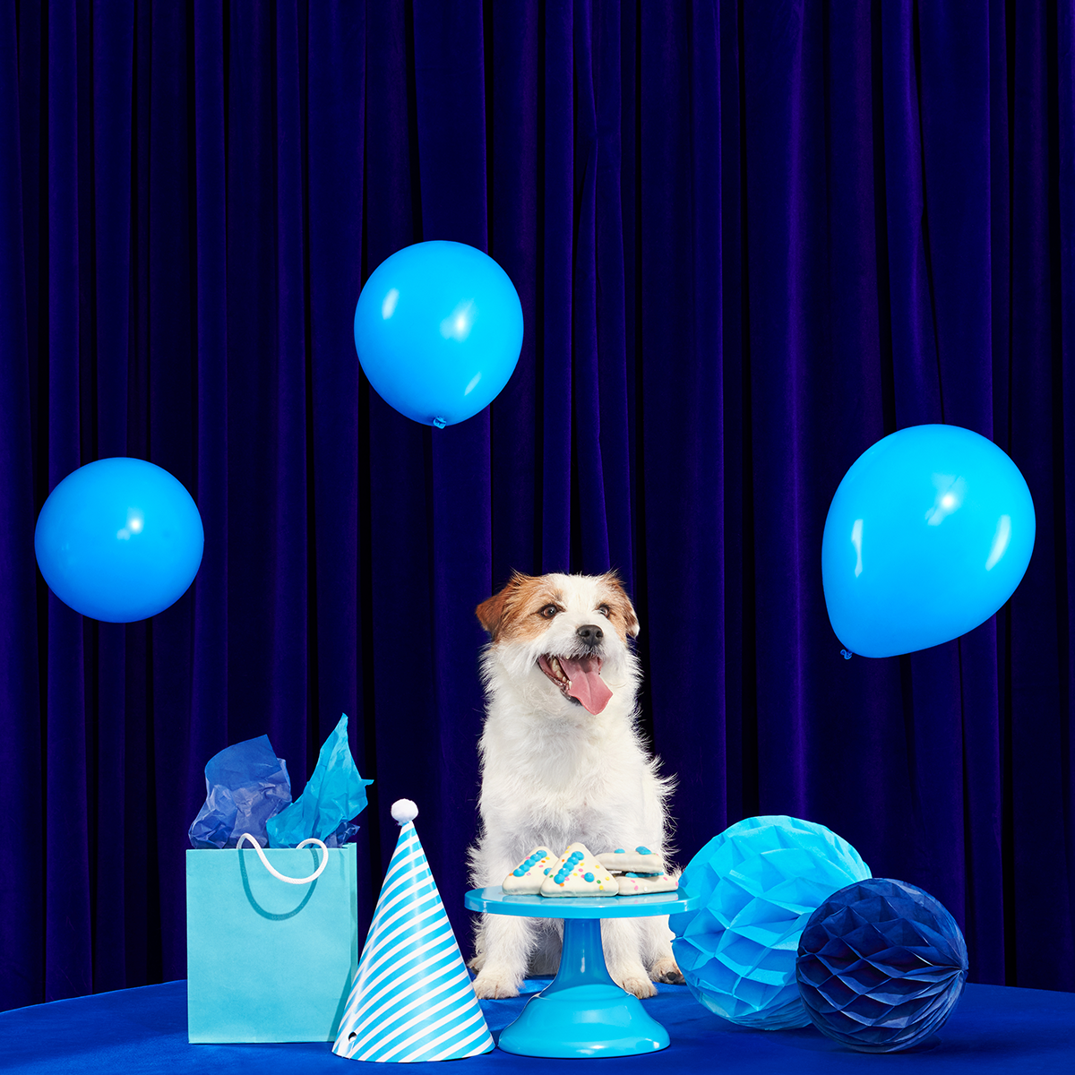 Barkday Cake Vegetarian Hard & Crunchy 6-Piece Dog Cookie - Image 3
