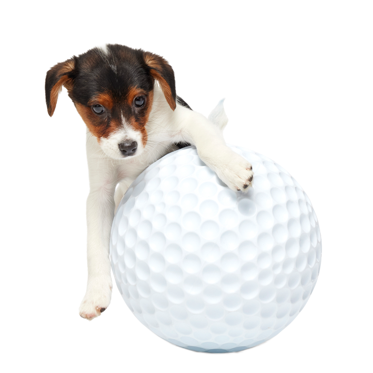 Big Swing Golf Ball Super Chewer Durable Extra-Large + Fetch Dog Toy - Image 3