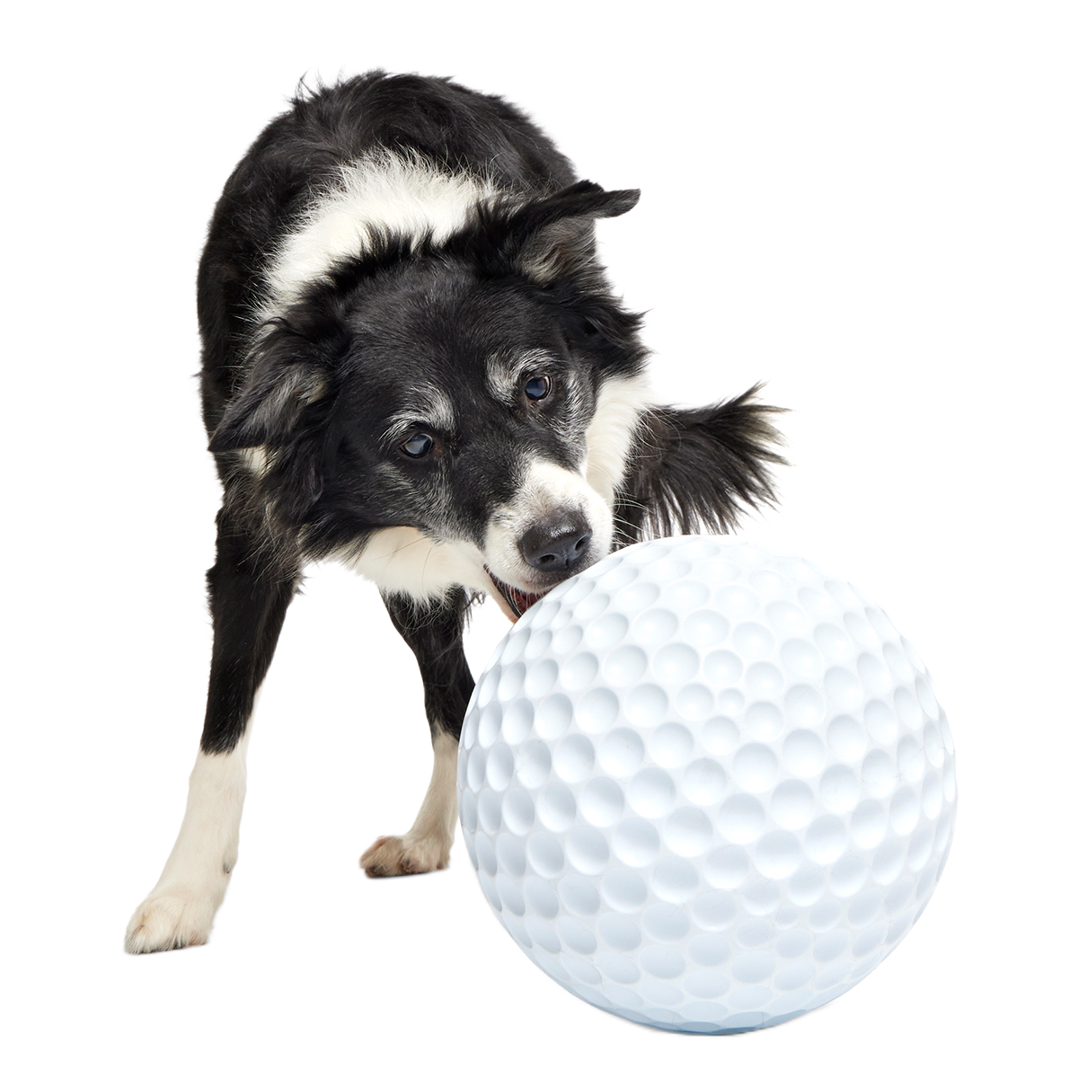 Big Swing Golf Ball Super Chewer Durable Extra-Large + Fetch Dog Toy - Image 4