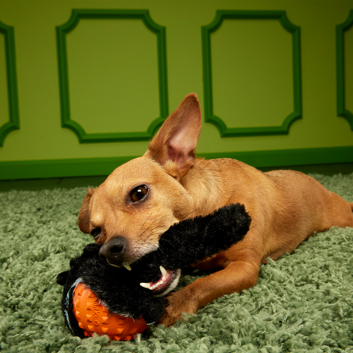 Black Alley Cat Super Chewer Durable 2-in-1 + Tug + Fetch Dog Toy - Image 3