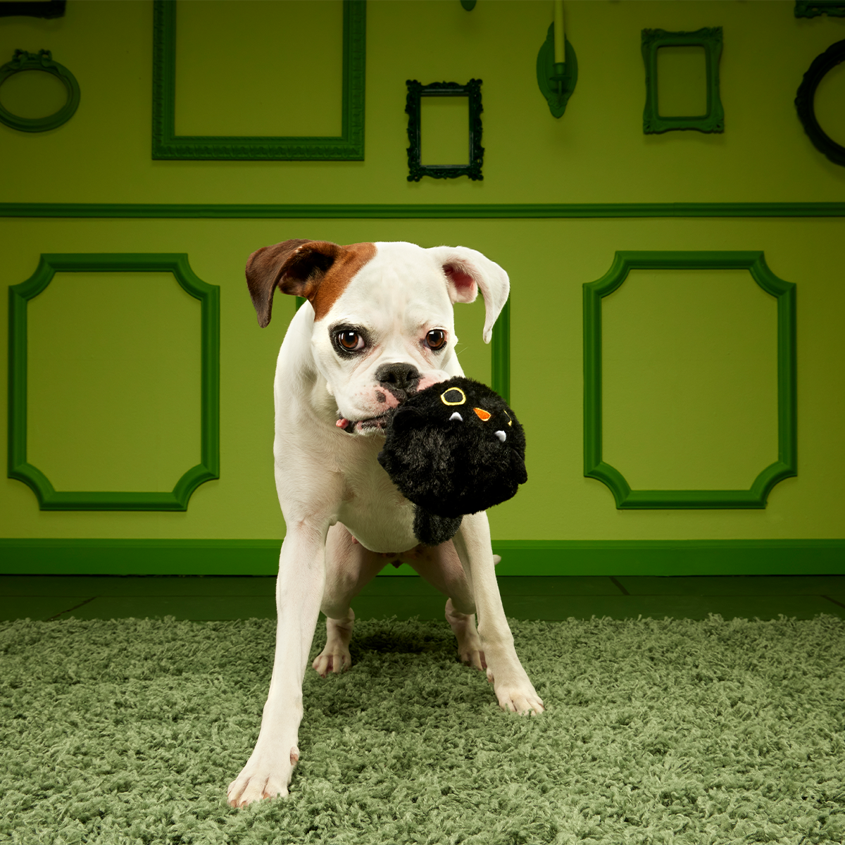 Black Alley Cat Super Chewer Durable 2-in-1 + Tug + Fetch Dog Toy - Image 5