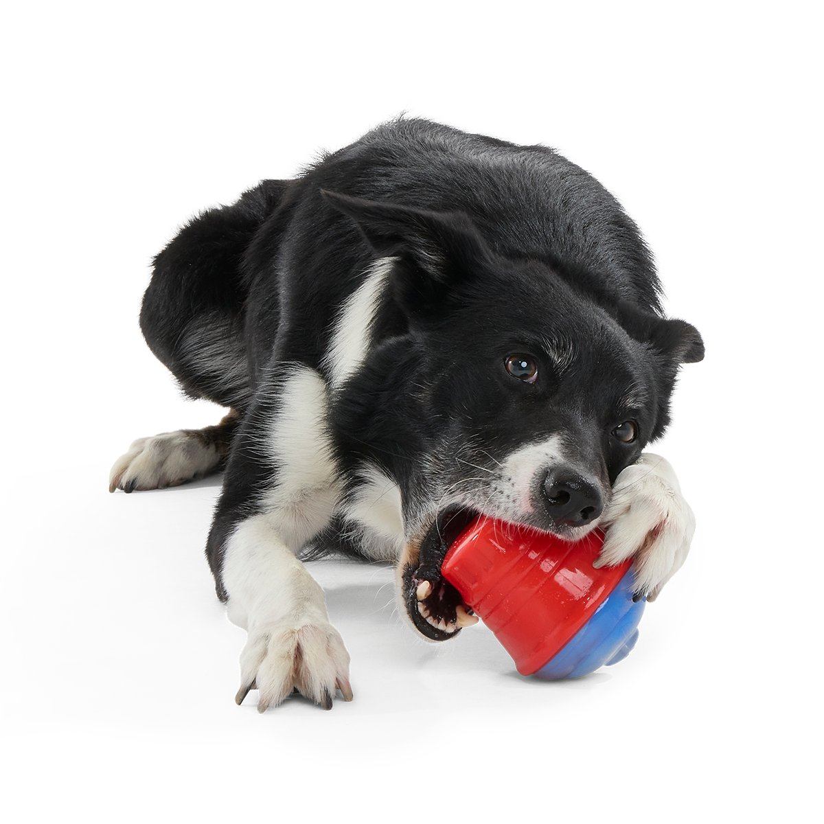Blue Ruffberry Puppy Slushie Super Chewer Durable Engagement Dog Toy - Image 2