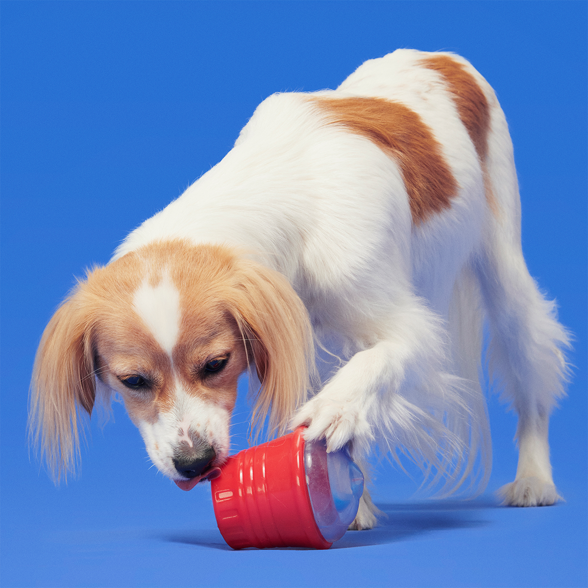 Blue Ruffberry Puppy Slushie Super Chewer Durable Engagement Dog Toy - Image 6