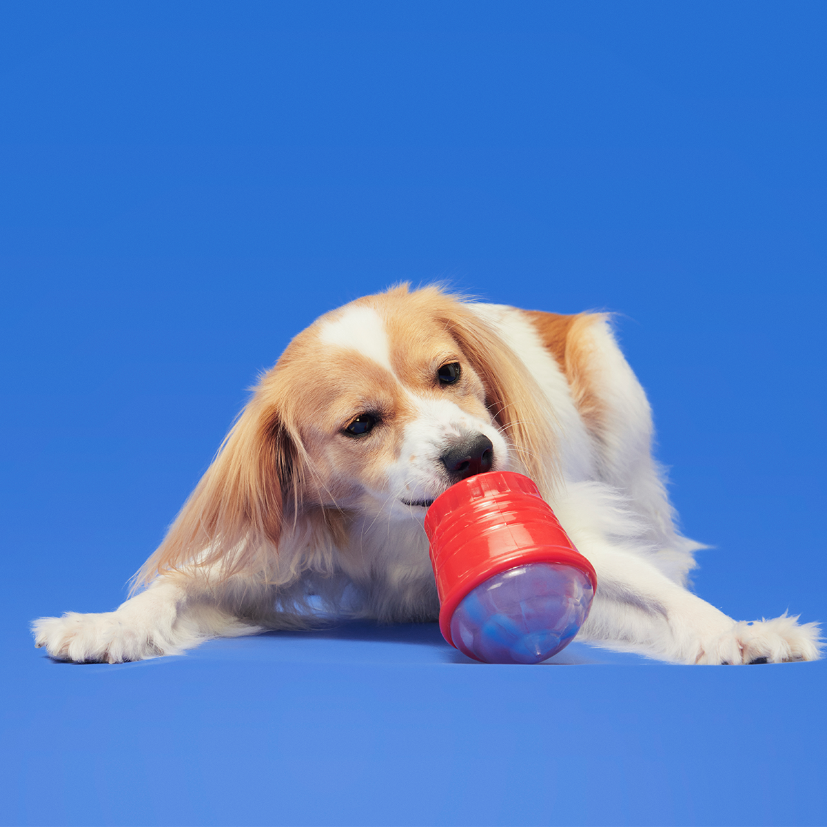 Blue Ruffberry Puppy Slushie Super Chewer Durable Engagement Dog Toy - Image 5