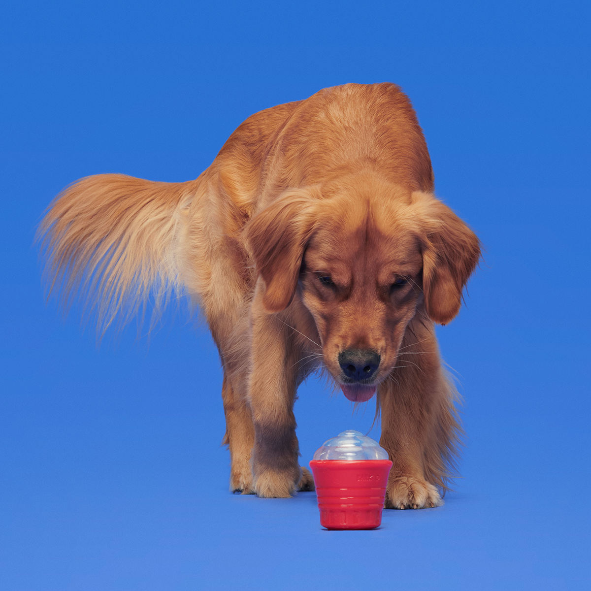 Blue Ruffberry Puppy Slushie Super Chewer Durable Engagement Dog Toy - Image 4