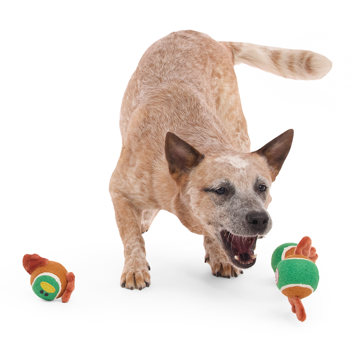 Tennis Ball Club. 3 Squeaky Monthly Tennis Ball Dog Toys - Image 2