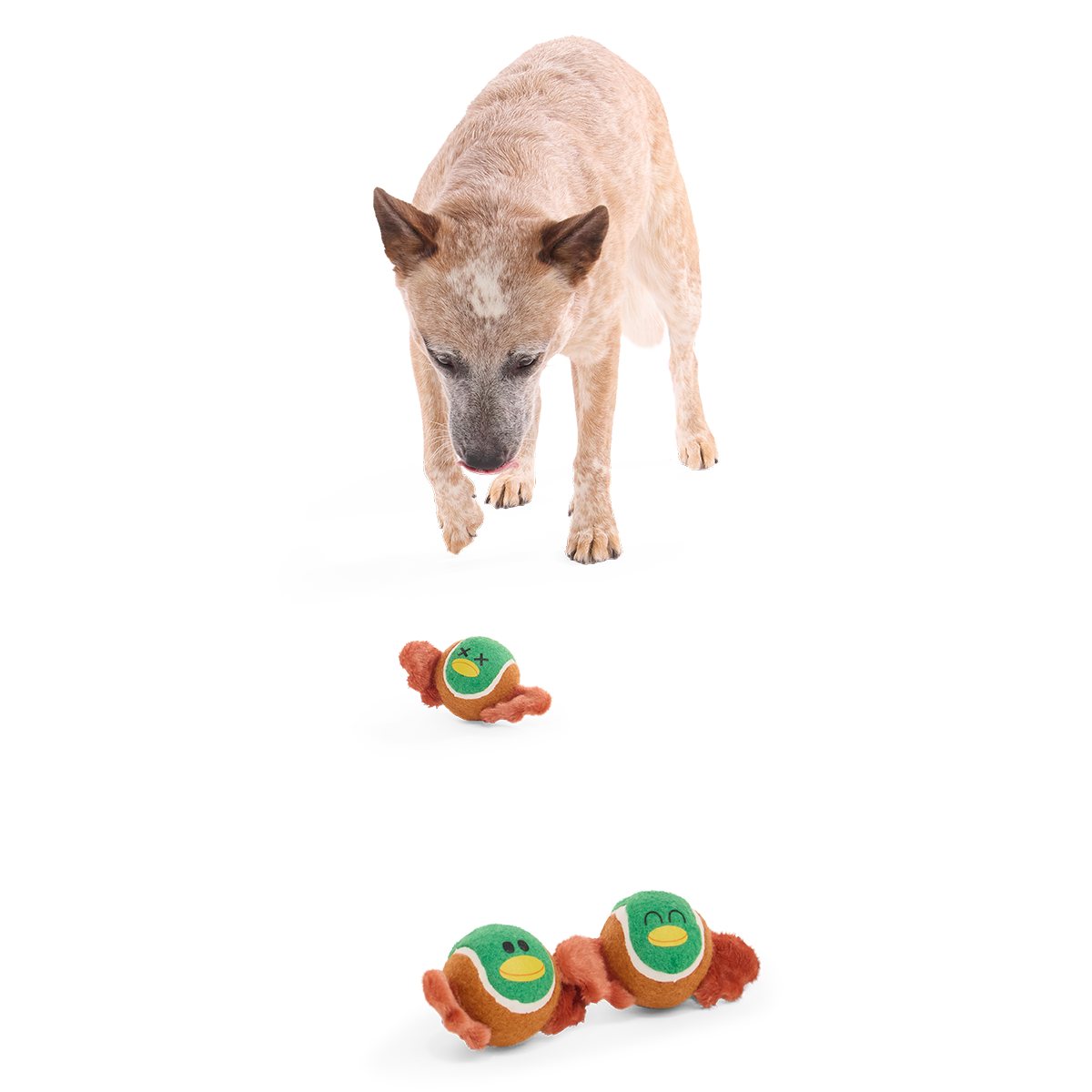 Tennis Ball Club. 3 Squeaky Monthly Tennis Ball Dog Toys - Image 3