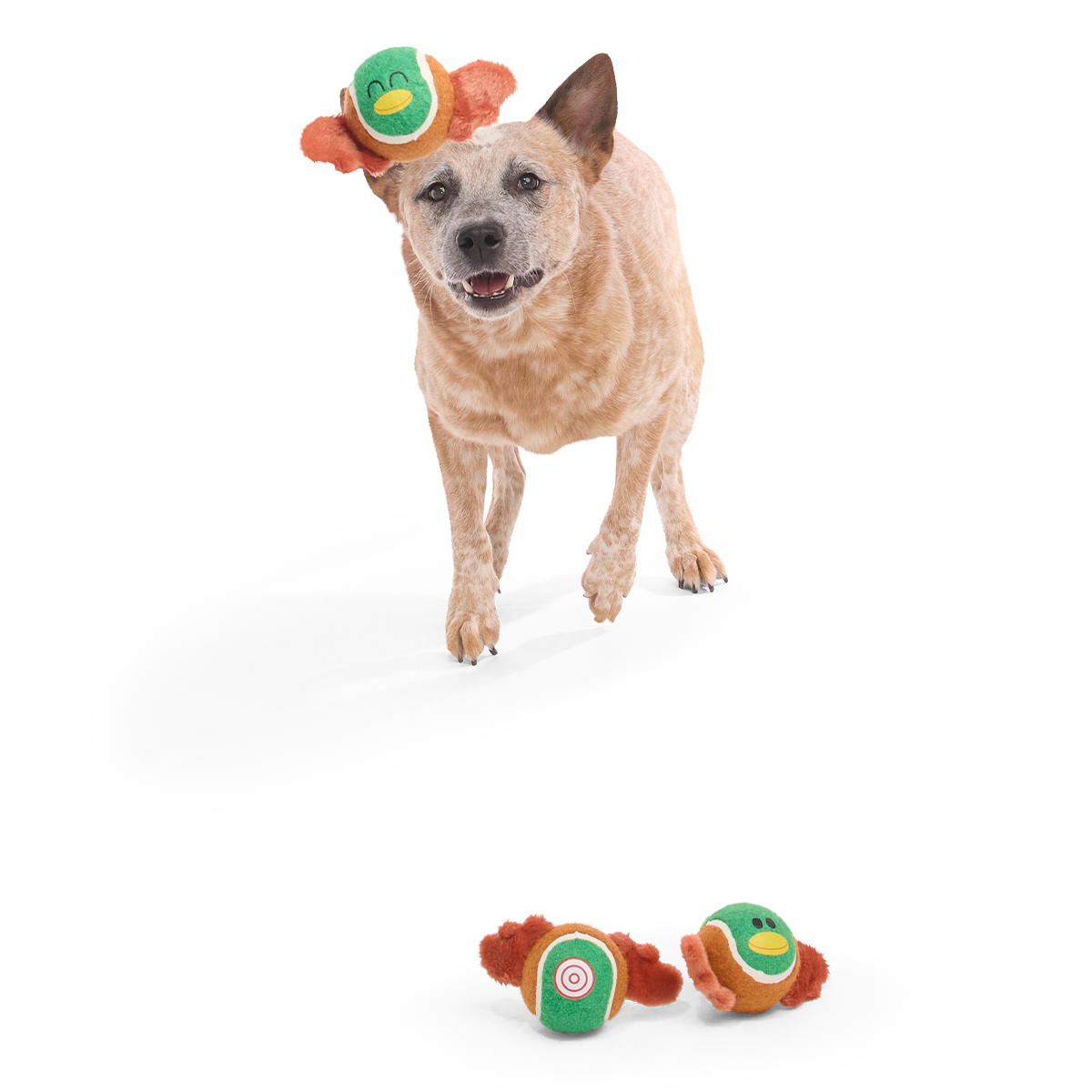 Tennis Ball Club. 3 Squeaky Monthly Tennis Ball Dog Toys - Image 5