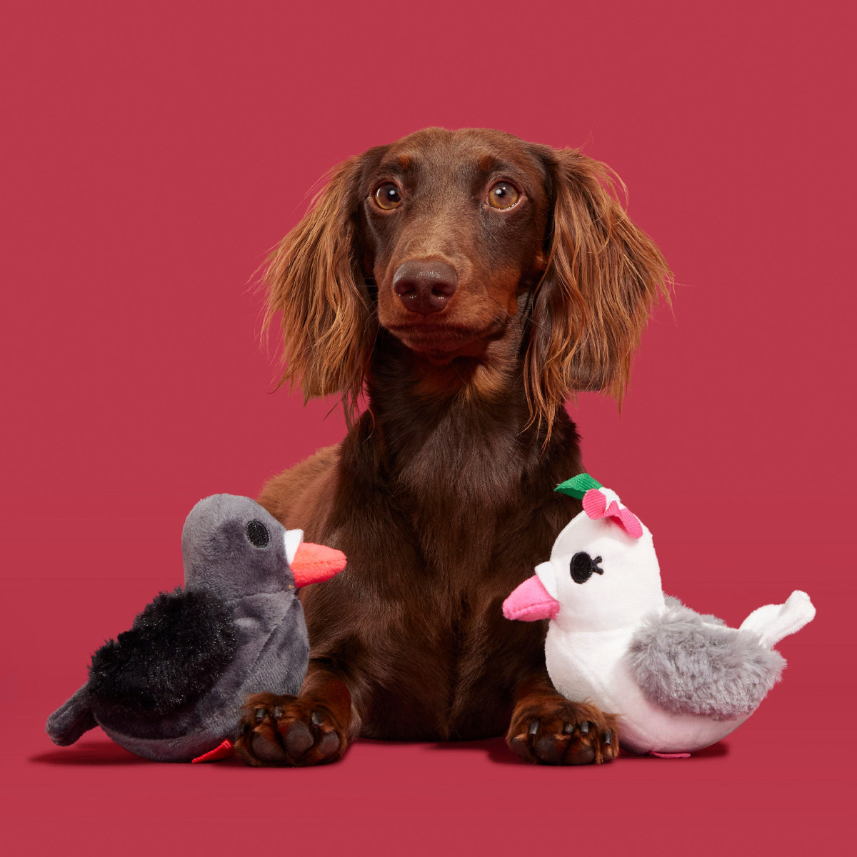 Coo Amore Plush Multi-Part + Tug Dog Toy - Image 2