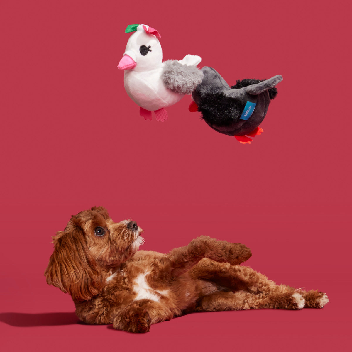 Coo Amore Plush Multi-Part + Tug Dog Toy - Image 4