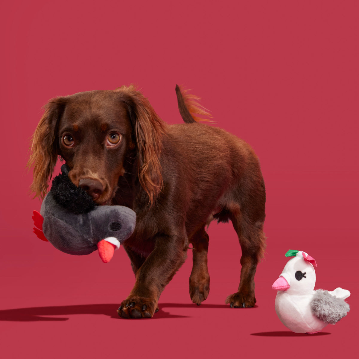 Coo Amore Plush Multi-Part + Tug Dog Toy - Image 3