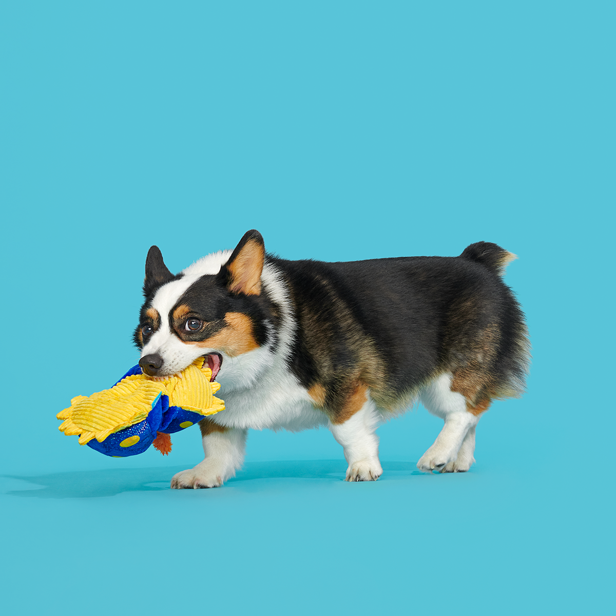 CeCe Slug Plush Tug Dog Toy - Image 6