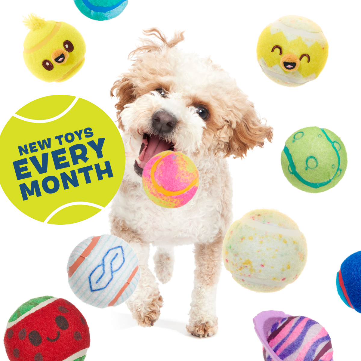 Tennis Ball Club. 3 Squeaky Monthly Tennis Ball Dog Toys - Image 8