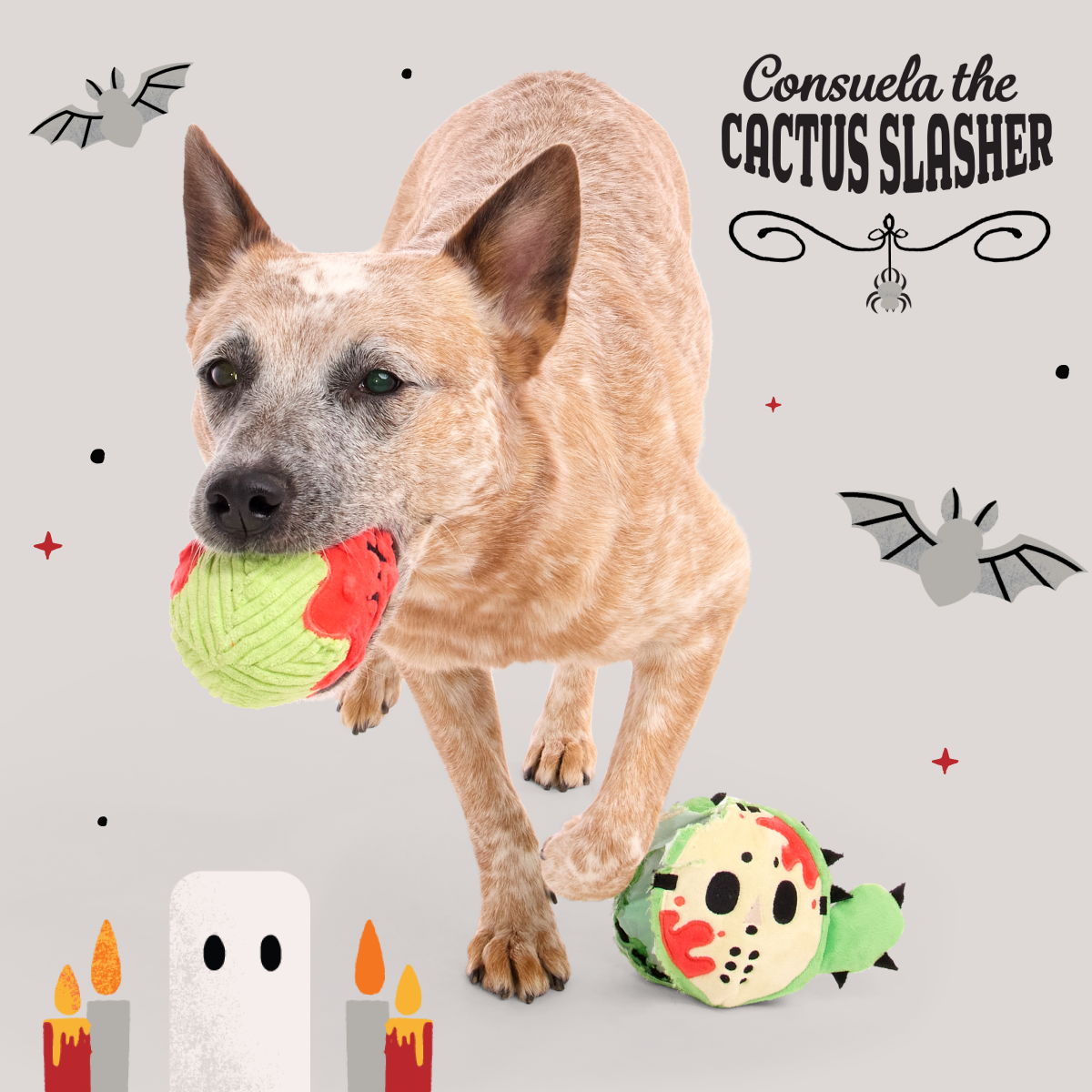 Consuela the Cactus Club. Plush 2-in-1 Monthly Dog Toys - Image 2