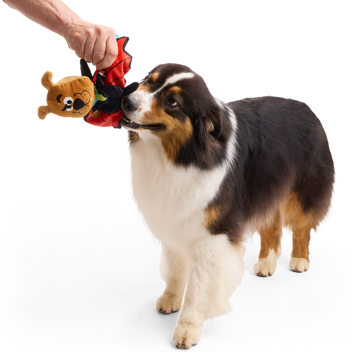 Count Scooby-Dooby-Doo™ Plush Tug Dog Toy - Image 3