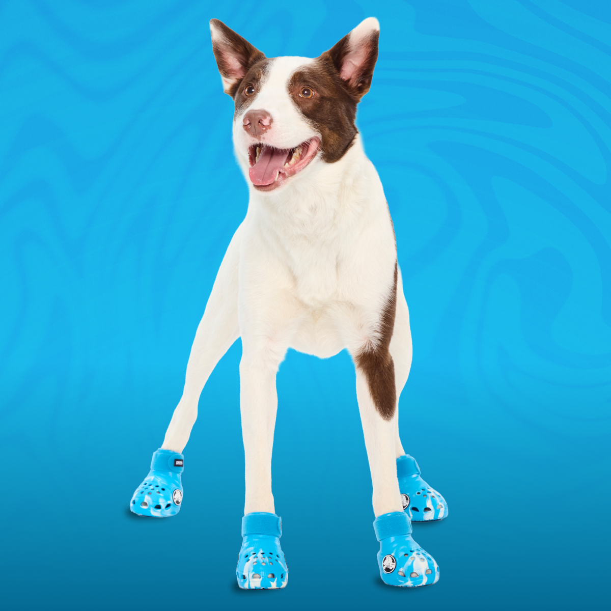 Crocs™ Shoes For Dogs - Image 3